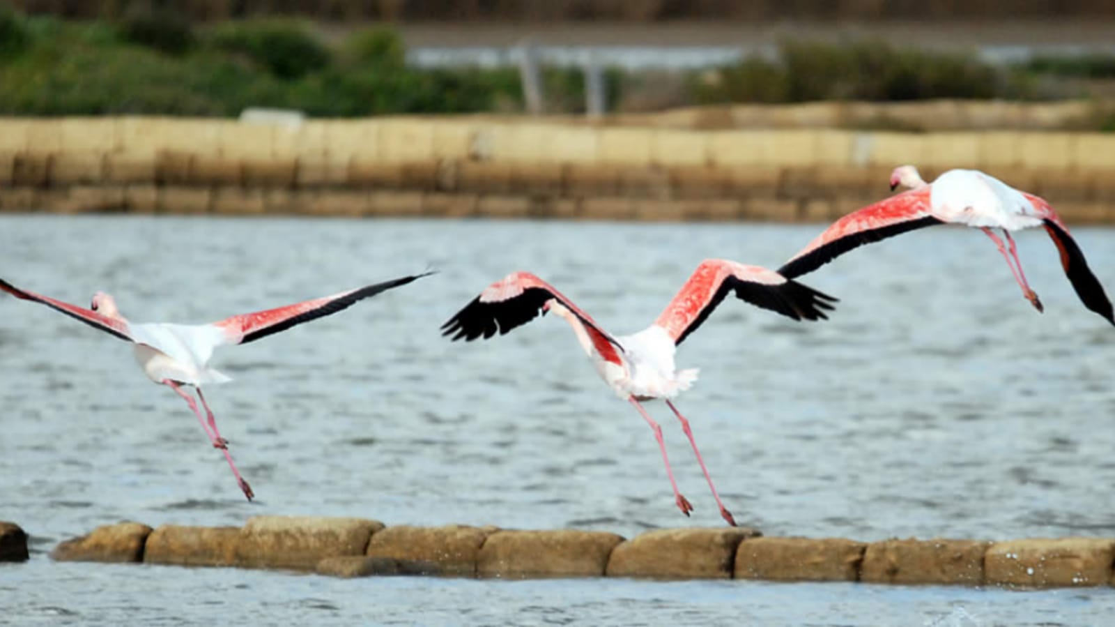 Saline e Fenicotteri Saline e Fenicotteri