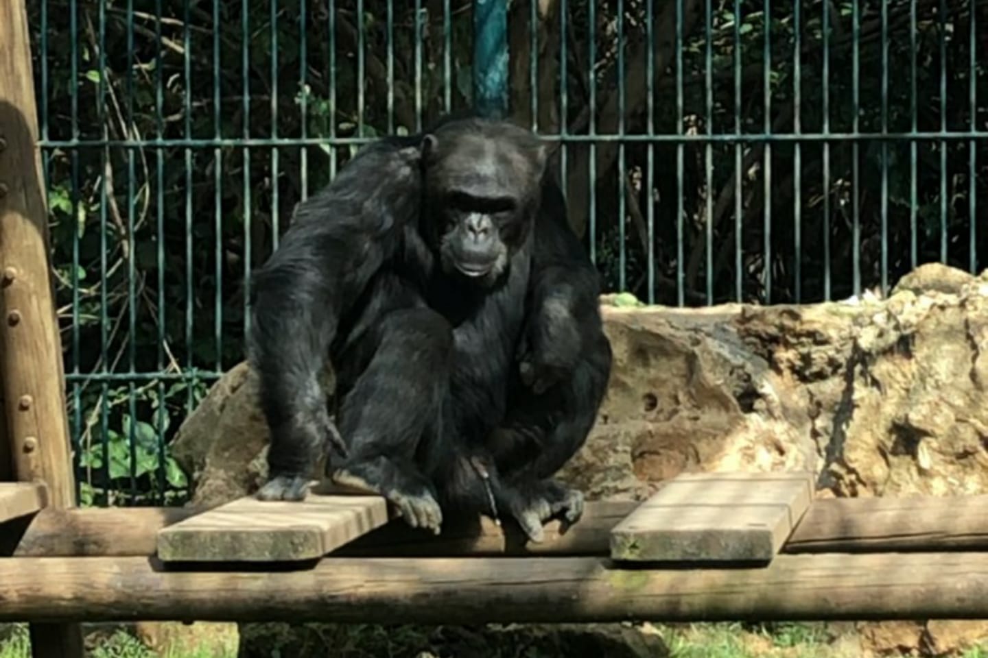 CityXctras - Bioparco 1 CityXctras - Bioparco 1