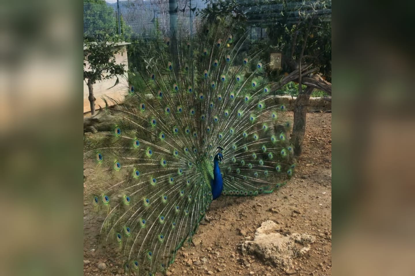 CityXctras - Bioparco CityXctras - Bioparco